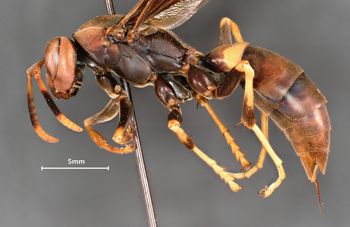 Media type: image;   Entomology 33136 Aspect: habitus lateral view